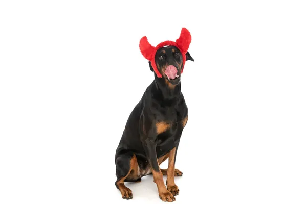 Hongerige Kleine Dobermann Hond Met Duivel Hoorns Hoofdband Omhoog Kijken — Stockfoto