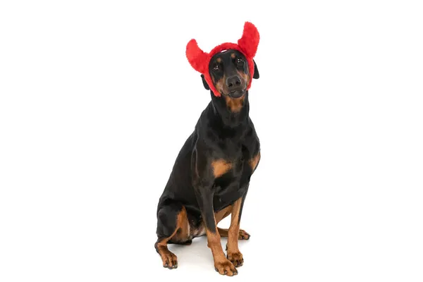 악마의 스러운 도베르만 강아지 스튜디오에서 배경에 고립된 채찾아 봅니다 — 스톡 사진