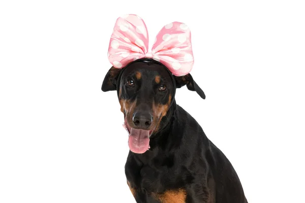 かわいいですDobermann犬とともにピンクのヘッドバンドと蝶スティックアウト舌 上に置く白の背景とスタジオで検索 — ストック写真