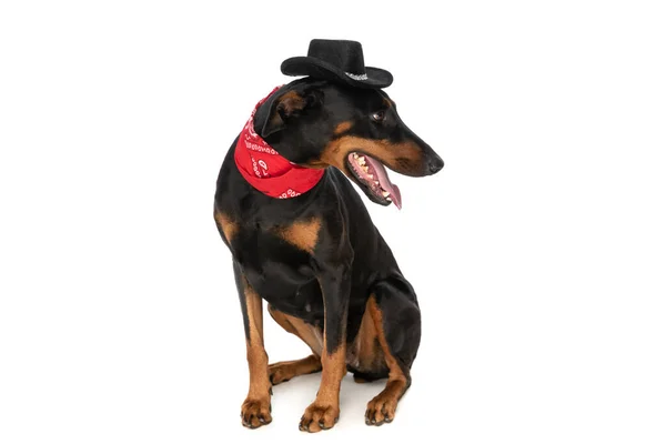 Curioso Dobermann Cachorrinho Com Chapéu Bandana Olhando Para Lado Sentado — Fotografia de Stock