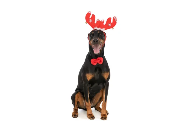 Elegante Perro Dobermann Con Corbata Orejas Reno Sobresaliendo Lengua Sentado — Foto de Stock