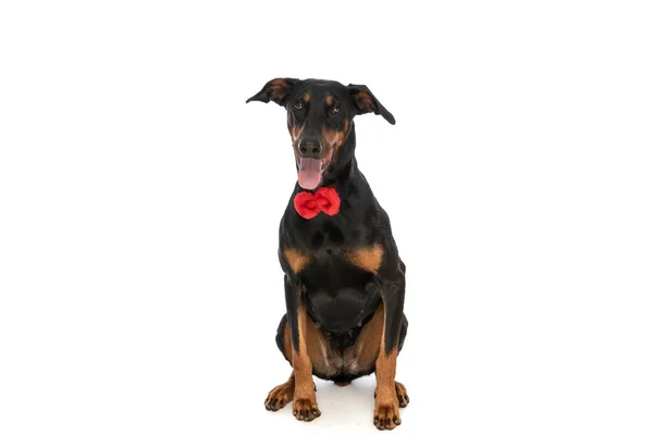 Felice Dobermann Cucciolo Con Papillon Sporgente Lingua Ansimando Seduto Isolato — Foto Stock