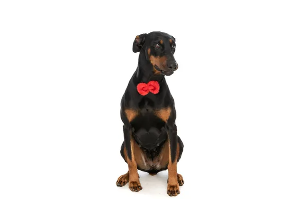 Verlegen Kleine Dobermann Hond Met Rode Strik Rond Nek Omhoog — Stockfoto