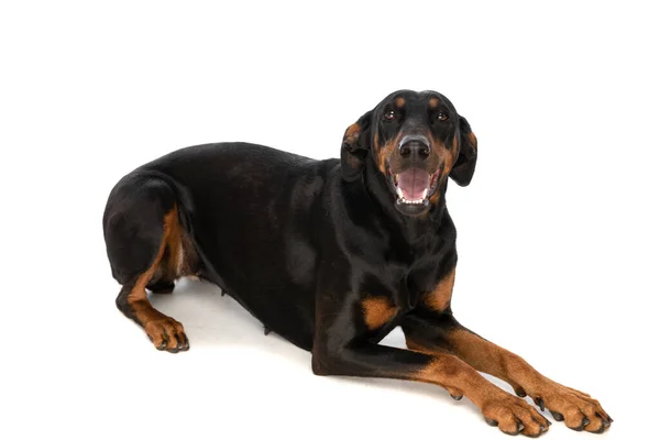 Excitado Cachorro Dobermann Sobresaliendo Lengua Jadeando Mientras Mira Hacia Abajo — Foto de Stock