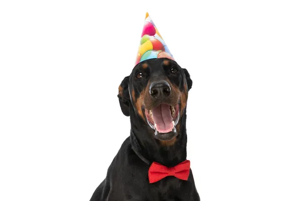 Szczęśliwy Pies Dobermann Muszką Kapelusz Urodzinowy Wystający Język Dysząc Siedząc — Zdjęcie stockowe