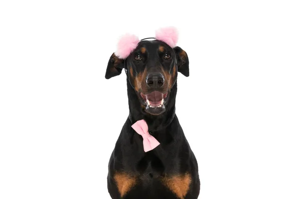 甜甜的多布曼犬的肖像 带有粉红色的小饰带 头枕气喘吁吁 孤零零地坐在白色的背景上 同时抬头看工作室 — 图库照片