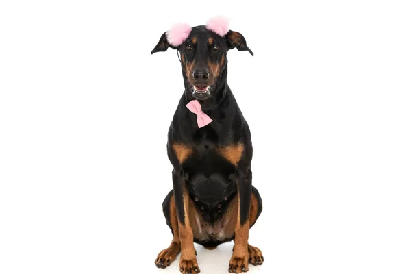 Lindo Perro Dobermann Con Borlas Rosadas Diadema Corbata Sentado Aislado —  Fotos de Stock