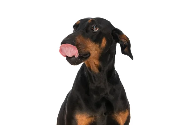 Eifriger Kleiner Dobermann Hund Mit Entblößter Zunge Schaut Hoch Und — Stockfoto