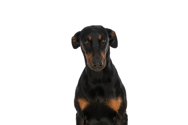 Schuchtere Dobermann Puppy Wordt Verlegen Zitten Geïsoleerd Witte Achtergrond Studio — Stockfoto