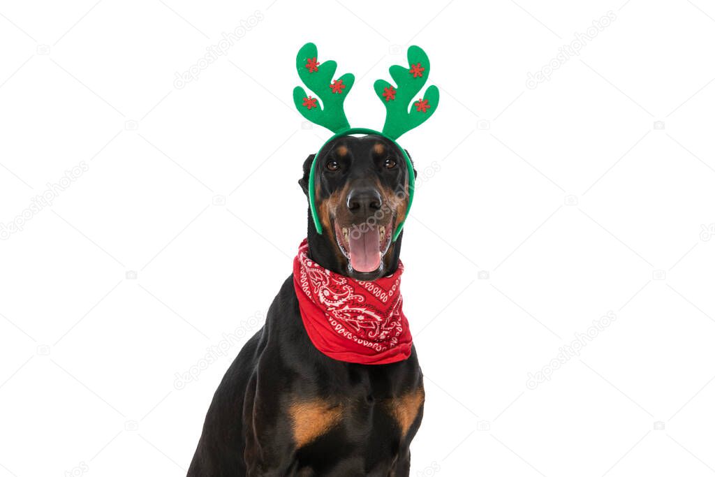 seated dobermann dog with reindeer ears panting and sticking out tongue while sitting isolated on white background in studio