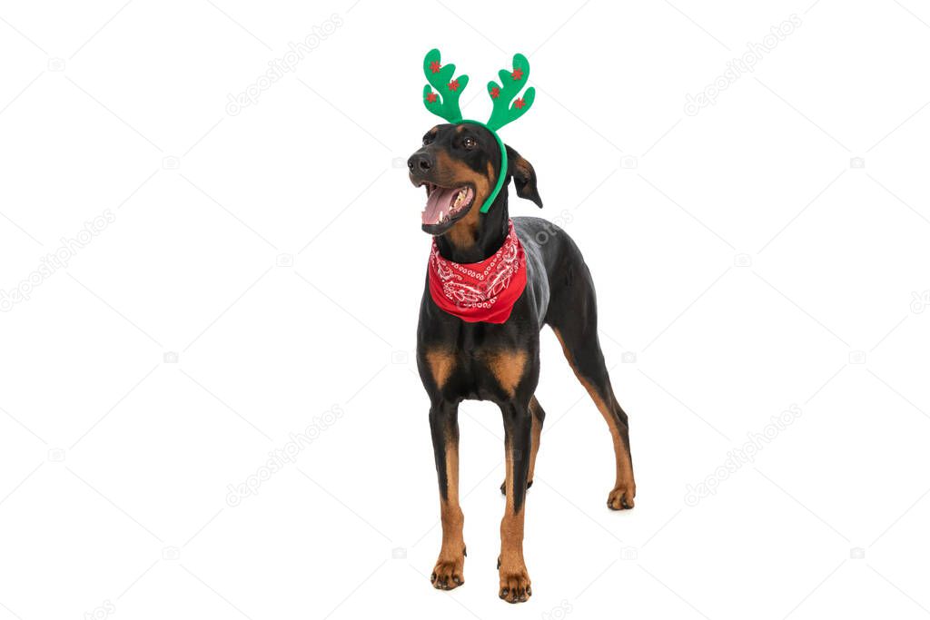 enthusiastic dobermann dog with reindeer ears panting and looking up while standing isolated on white background in studio