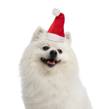 Güzel beyaz Pomeranian köpeği Noel şapkası takıyor. Stüdyoda beyaz arka planda soluk soluğa.