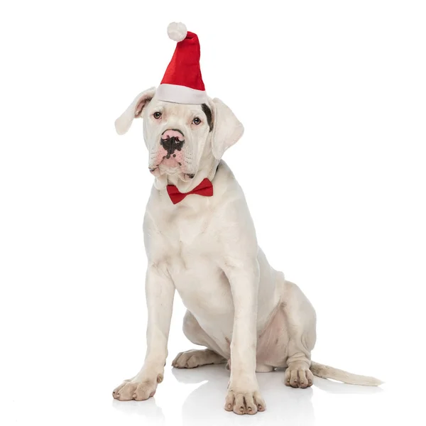 Hermoso Bulldog Americano Cachorro Con Sombrero Navidad Corbata Sentado Sobre — Foto de Stock