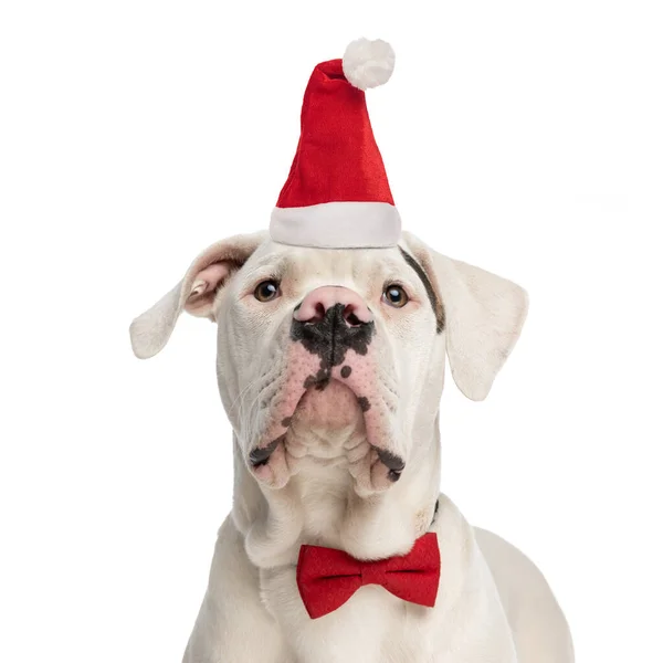 Bonito Americano Bulldog Filhote Cachorro Com Chapéu Natal Bowtie Olhando — Fotografia de Stock