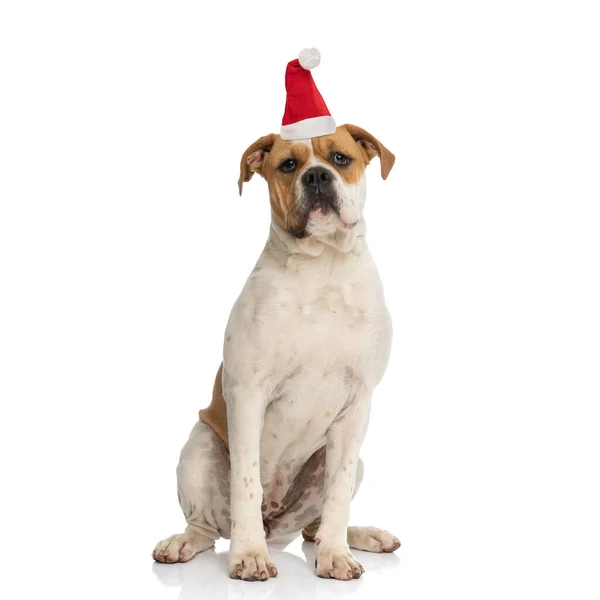 Sweet American Bully Wearing Christmas Hat Looking Curious Manner While — Stock Photo, Image
