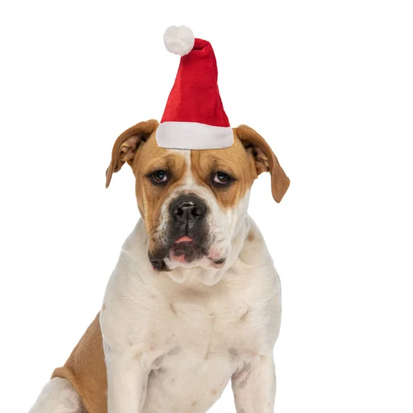 Precioso Americano Matón Cachorro Usando Navidad Sombrero Sentado Aislado Sobre — Foto de Stock