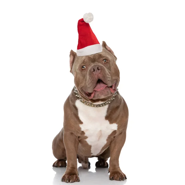 可爱的美国恶狗 戴着圣诞帽 坐在白色的背景上 站在工作室里 张嘴喘息 — 图库照片