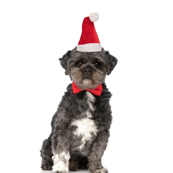 Χαριτωμένο Μικρό Bichon Φορώντας Κόκκινο Παπιγιόν Και Χριστουγεννιάτικο Καπέλο Γιορτάζει — Φωτογραφία Αρχείου