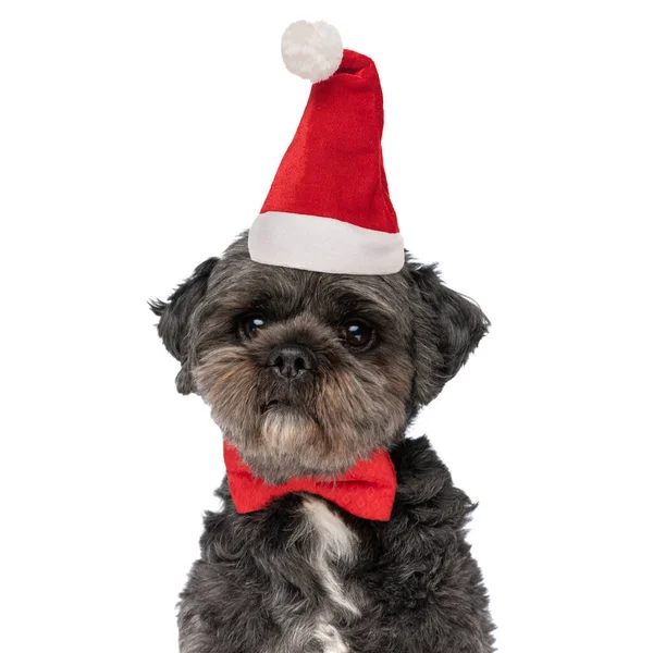 Elegant Klein Bichon Puppy Met Kerst Hoed Rode Strikje Zoek — Stockfoto