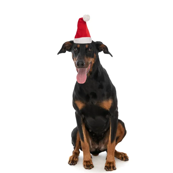Feliz Cachorro Dobermann Con Sombrero Navidad Que Sobresale Lengua Jadeo —  Fotos de Stock