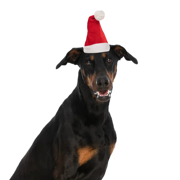 Zijaanzicht Van Schattige Dobermann Hond Dragen Kerstmuts Zitten Witte Achtergrond — Stockfoto