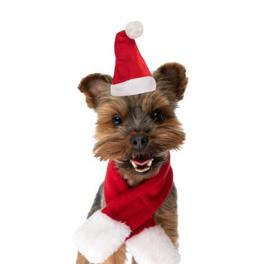 Mutlu küçük Yorkshire Terrier köpeği Noel şapkası ve atkısı soluyan ve beyaz arka planda dilini dışarı çıkaran stüdyoda.