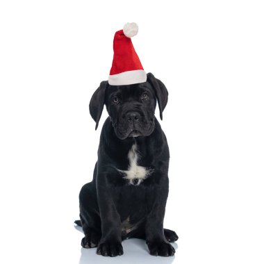 Güzel siyah Labrador Retriever Noel şapkası takıyor ve stüdyoda beyaz arka planda oturuyor.