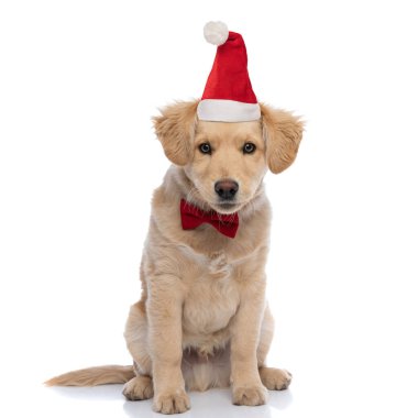 Stüdyoda beyaz arka planda otururken kırmızı papyon ve Noel Baba şapkası takan zarif bir köpek yavrusu.