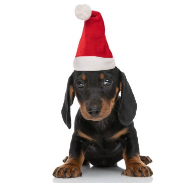 Noel şapkası takan ve stüdyoda beyaz arka planda tek başına oturan sevimli küçük tekkel dachshund köpeği.