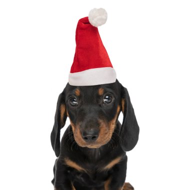 Noel şapkalı sevimli tekkel dachshund köpeği stüdyoda beyaz arka planda izole bir şekilde oturuyor ve yukarı bakıyor.