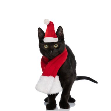 Stüdyoda beyaz arka planda tek başına dururken, Noel şapkası ve eşarbı takan sevimli metis kara kedisi.