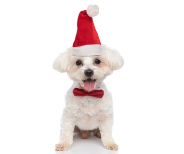 Dilini çıkarıp Noel şapkası takan ve stüdyoda beyaz arka planda otururken papyon takan mutlu küçük bizon köpeği.