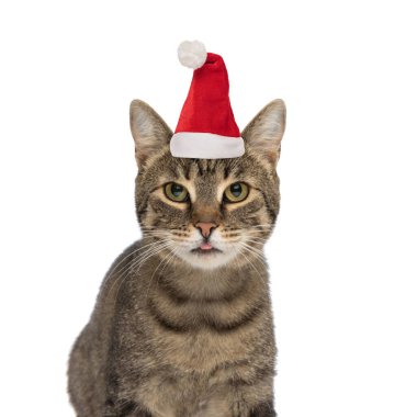 Şirin, tekir kedicik Noel şapkası takıyor ve stüdyoda beyaz arka planda otururken dilini dışarı çıkarıyor.