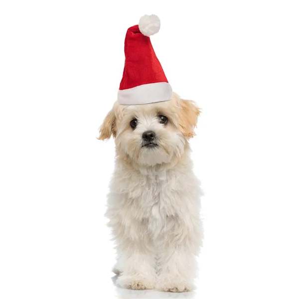 Zoet Klein Bichon Puppy Met Santa Claus Hoed Kijken Weg — Stockfoto