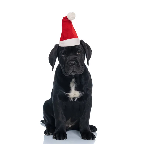 Όμορφο Μαύρο Λαμπραντόρ Retriever Φορώντας Χριστουγεννιάτικο Καπέλο Και Κάθεται Λευκό — Φωτογραφία Αρχείου