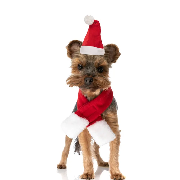 Adorable Yorkshire Terrier Dog Wearing Christmas Hat Scarf Standing White — Stock Photo, Image