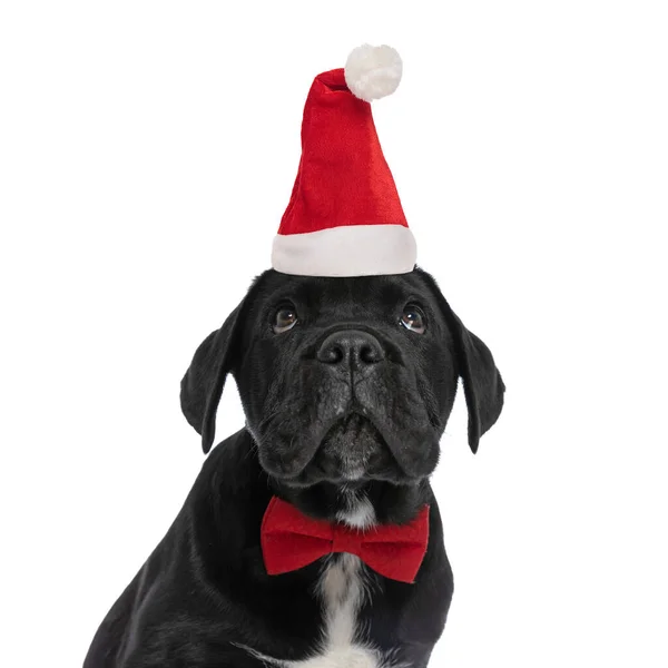 Curioso Pequeño Labrador Retriever Cachorro Con Sombrero Navidad Corbata Mirando —  Fotos de Stock