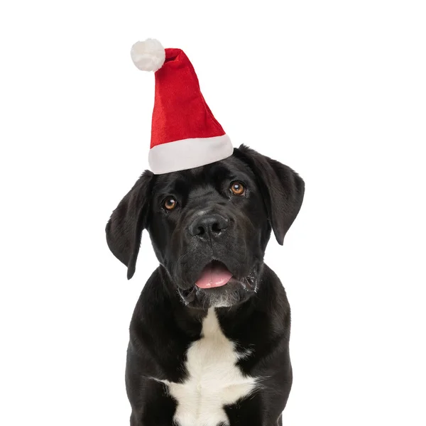 Ansioso Perro Labrador Retriever Con Sombrero Navidad Jadeando Mirando Hacia —  Fotos de Stock