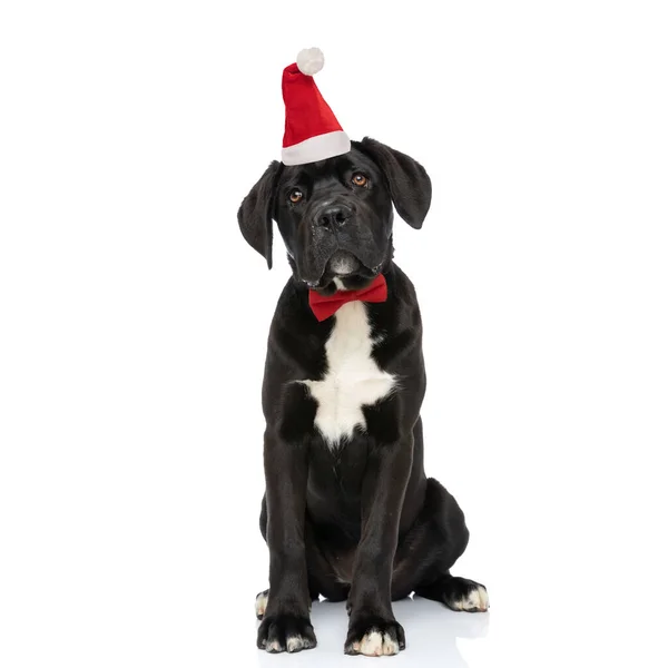 Schattig Labrador Retriever Puppy Met Kerst Hoed Strikje Zoek Omhoog — Stockfoto