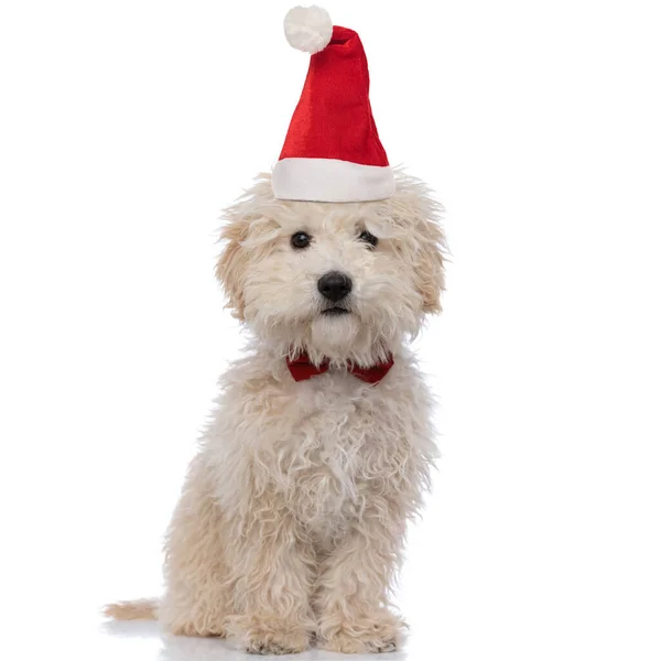 Schattig Pluizig Hond Met Kerst Hoed Strikje Zitten Geïsoleerd Witte — Stockfoto