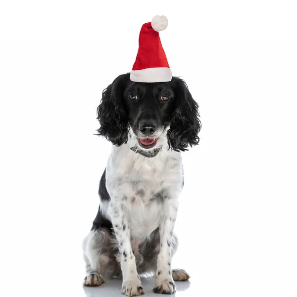 Mooie Engels Springer Spaniel Puppy Dragen Kerst Hoed Hijgen Terwijl — Stockfoto