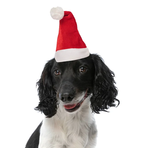 Schattig Engels Springer Spaniel Hond Met Kerst Hoed Steken Uit — Stockfoto