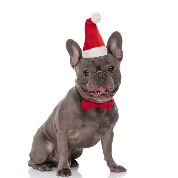 Bonito Pouco Francês Buldogue Filhote Cachorro Vestindo Bowtie Chapéu Natal — Fotografia de Stock