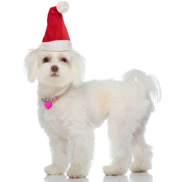 Zijaanzicht Van Kostbare Kleine Bichon Hond Dragen Kerstmuts Roze Kraag — Stockfoto