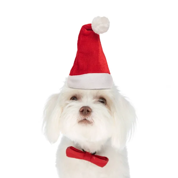 Piękny Piesek Bichon Noszący Świąteczny Kapelusz Czerwoną Muszkę Spoglądający Górę — Zdjęcie stockowe