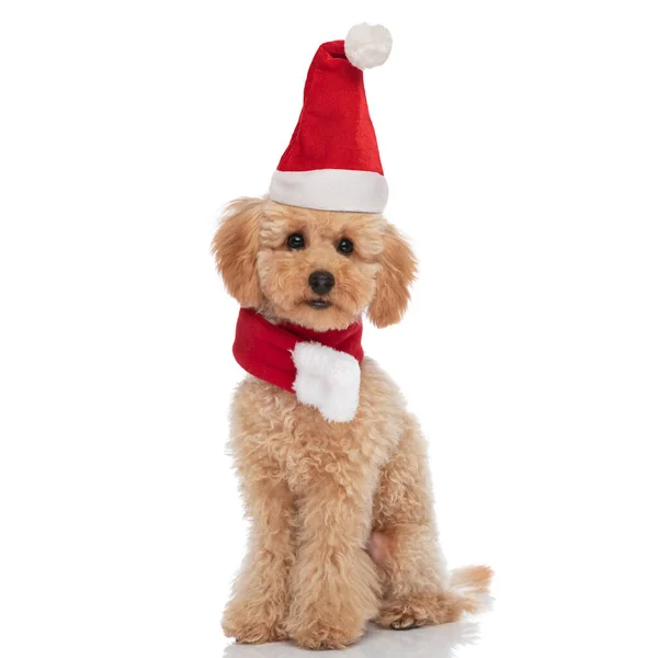 Adorável Cão Caniche Vestindo Chapéu Natal Cachecol Sentado Isolado Fundo — Fotografia de Stock