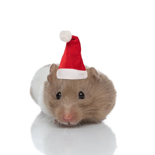 Mignon Hamster Syrien Portant Chapeau Noël Sur Fond Blanc Studio — Photo