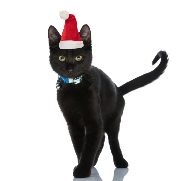 スタジオで白い背景に隔離された歩きながらクリスマスの帽子と青い襟を身に着けている甘い黒メティ猫 — ストック写真