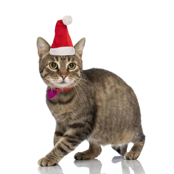 Krásný Tabby Kočka Sobě Vánoční Klobouk Při Pohledu Pryč Chůze — Stock fotografie