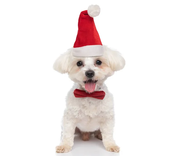 Happy Little Bichon Dog Sticking Out Tongue Wearing Christmas Hat — Stock Photo, Image